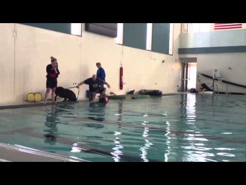 Newf Water Work Demo with the Puppies!