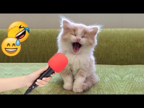 😂 Try Not To Laugh Dogs And Cats 😸🤣 Funny Cats Moments 😹🤣