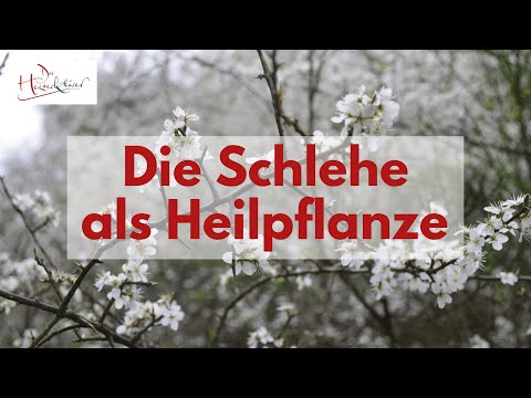 Die Schlehe als Heilpflanze