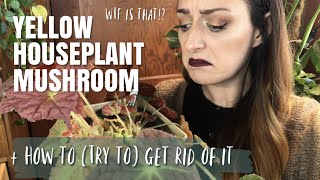 Yellow Houseplant Mushrooms | WTF? #Vlogmas2019 Ep.11