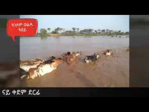 Andom Weldu- ዓደይ