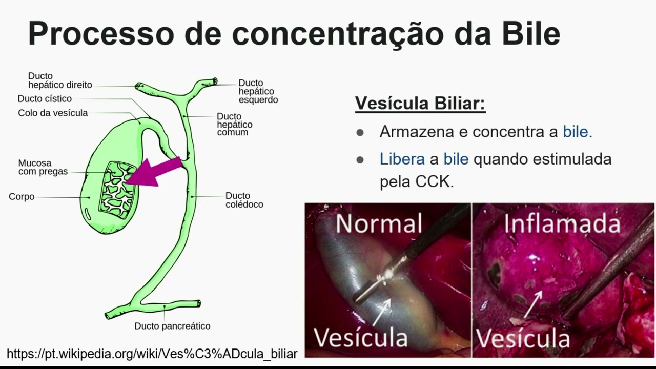 Aprendendo Fisiologia: Secreção Biliar (por Marilda Brasil)