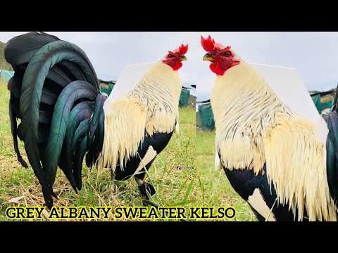 Frost Grey Albany Sweater Kelso Cowan Roundhead Asil - Pablo Lopez Beautiful Show Birds