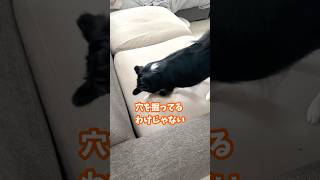 犬、謎行動をする。  #犬との暮らし #chihuahua #dog