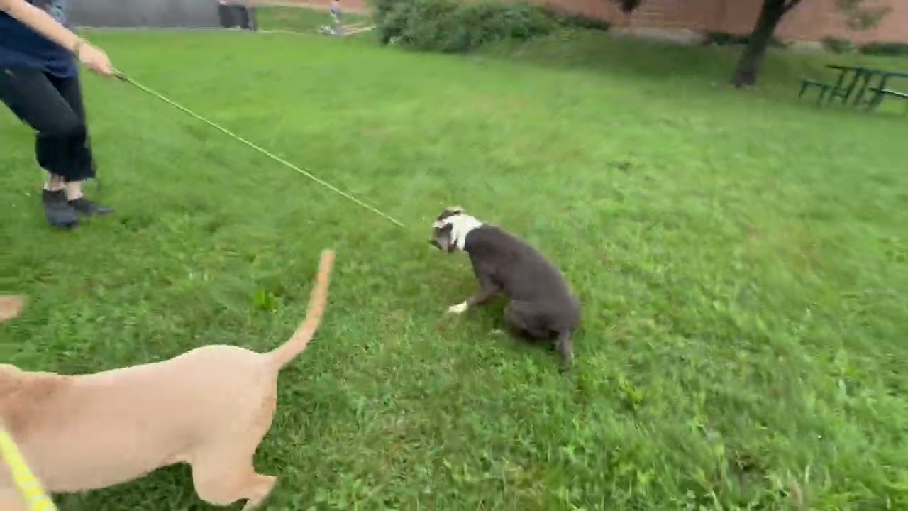 Hotspur's Leash Test