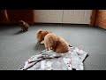 Pomeranian dogs for sale: Rocket - Video 1