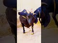 This Is The Second Hardest Job After Raising Sheep 142