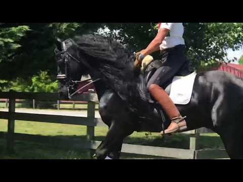 Reign - Fairytale Schoolmaster for Sale