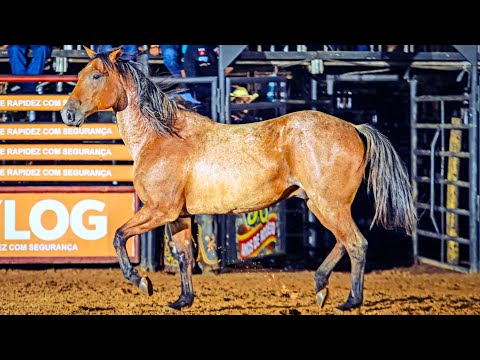 FINAL IN CUTIANO - LUIZIÂNIA Rodeo 2025 (Official 4K)