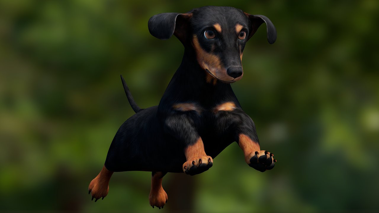 Black Dachshund Dog Animated 3D Model