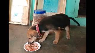 PUPPY  DASAL MUNABRET BRET NAMIN  daw si correct NAKIKINIG MAN DIN