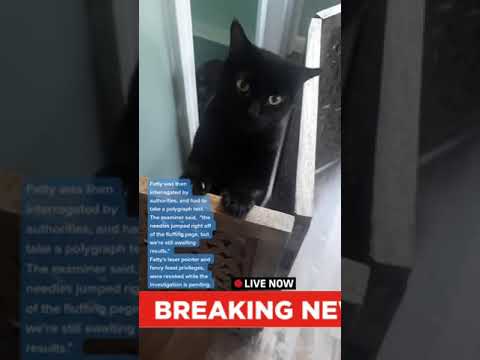 sedated and hungry Turkey Cartel episode 26 #turkeycartel #funny #animals