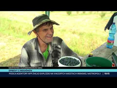 Čučoriedky Svinná, STVR reportaz 16.6.2025