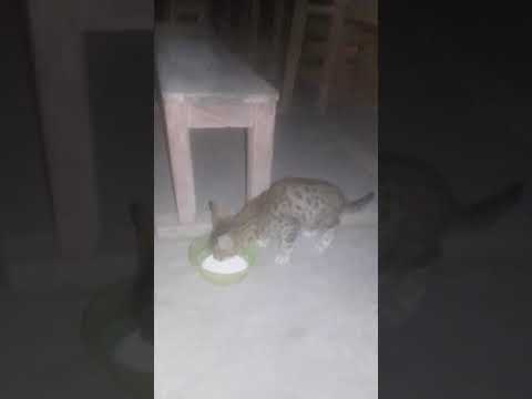 CAT FIGHT AND VERY FUNNY VIDEO / HARRY V. MAKER / HARJEET SINGH