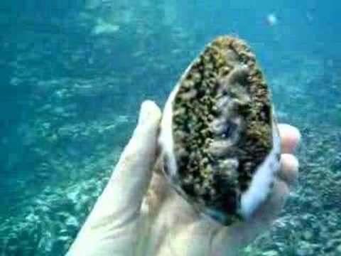 download lagu mp3 mp4 Cowrie Snail, download lagu Cowrie Snail gratis, unduh video klip Cowrie Snail