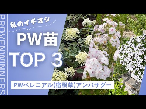 園芸 ノーフォークパイン、ノーフォークアラウカリア