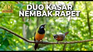 Download lagu 🔴 Live Masteran Tembakan Kasar Terbaru 2026 Cucak Cungkok Greja Beset vs Tepus Kepala Abu Gacor mp3