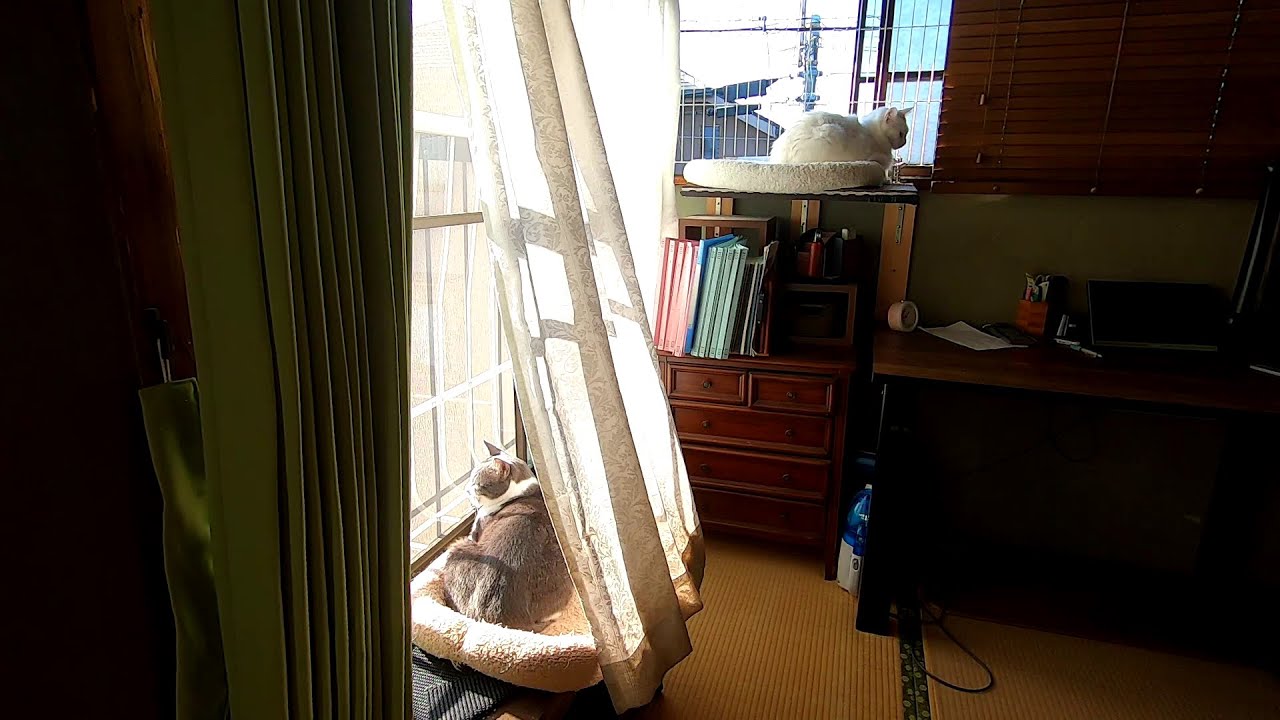 #257 くうねるあそぶ　あいされる  - That's cat's Life -