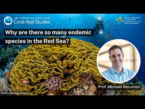 Why are there so many endemic species in the Red Sea? A seminar by Professor Michael Berumen