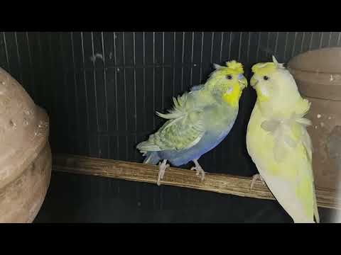 My Bird My Love ( Japanese budgie (JP) running pair in love, They mating before breeding)