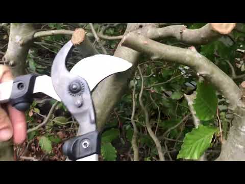 Felco Astschere 211-60 im Ersten Test, Felco 8 Gartenschere