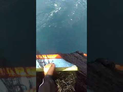 HIU PAUS | Hiu Paus Terlilit Jaring Nelayan | Nelayan Selamatkan Hiu Paus yang terjerat jaring