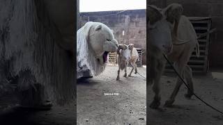 Download lagu Can Macanan diseruduk domba mp3