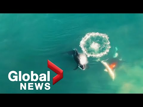 Killer whales caught on camera hunting, catching great white shark