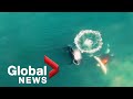 Killer whales caught on camera hunting, catching great white shark