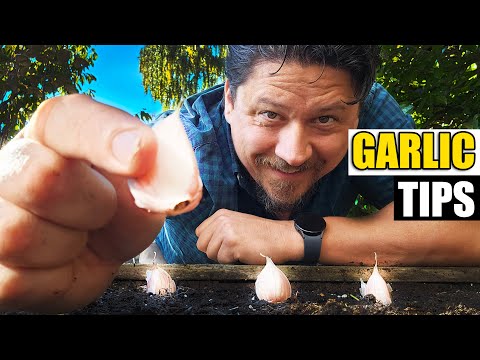 Harvesting Your Garlic The Definitive Guide For Beginners