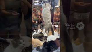 Cat crane game  #sora2  #aivideo #shorts