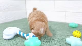 ハーフ犬の動画01