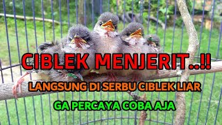 Download lagu suara pikat burung kecil paling ampuh anak ciblek memanggil induk nya mp3