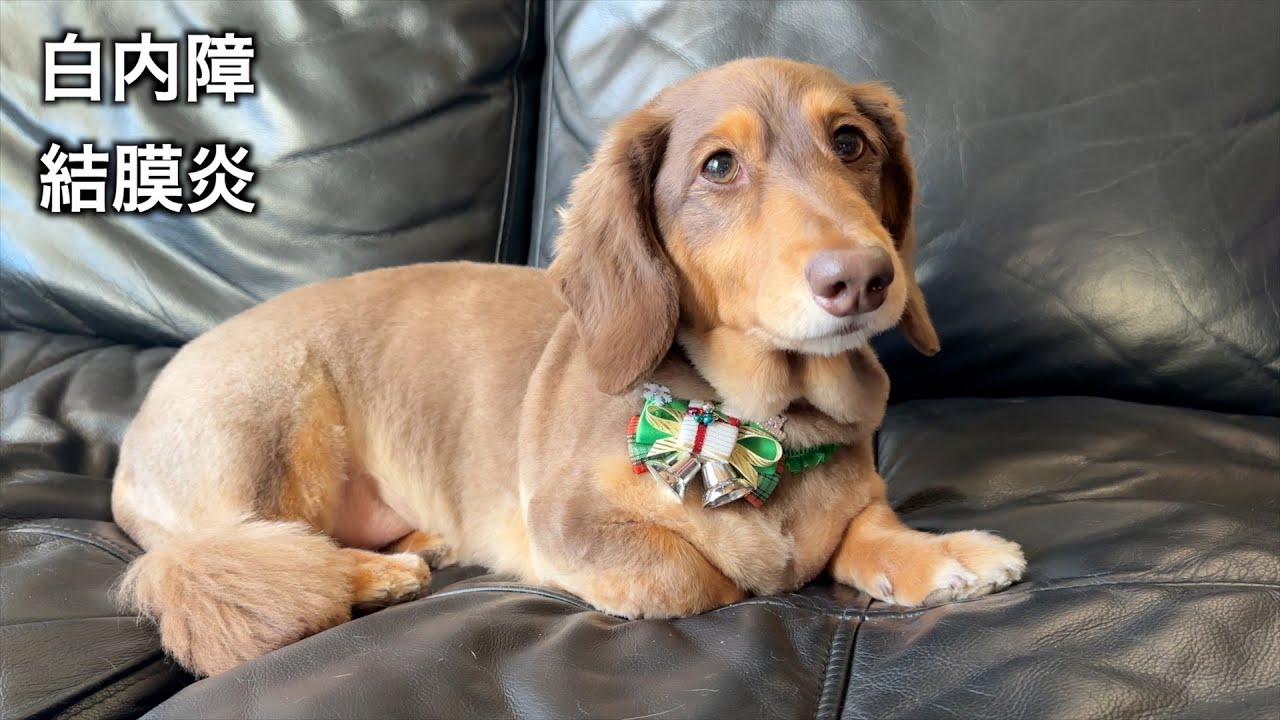 白内障、結膜炎【ミニチュアダックス】