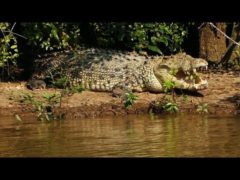 download lagu mp3 mp4 Bhitarkanika Crocodile, download lagu Bhitarkanika Crocodile gratis, unduh video klip Bhitarkanika Crocodile