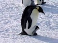 Антарктида Пингвины 