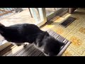 Tuxie Is Finally Clump Free Tuxedocat Cutecat Longhaircat
