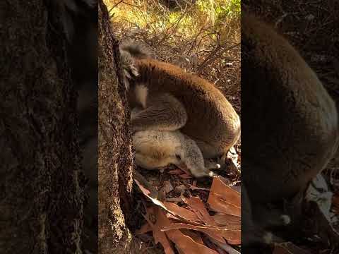 Koala mourning the death of female Koala🥲