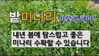밭 미나리 이렇게 해야 내년 봄에 탐스럽고 좋은 미나리 수확할 수 있습니다. #밭 미나리 가꾸기 #미나리 월…
