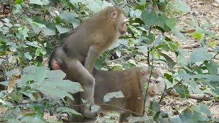 What Pitail and Doing? Both Female Can't Produce Baby || Daily Monkeys Man #601