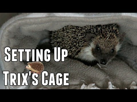My New Hedgehog's Cage Tour