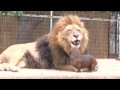 The dog and the lion: the madness or friendship? | Собака ...