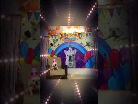 Penny frenchie birthday celebrations#shorts