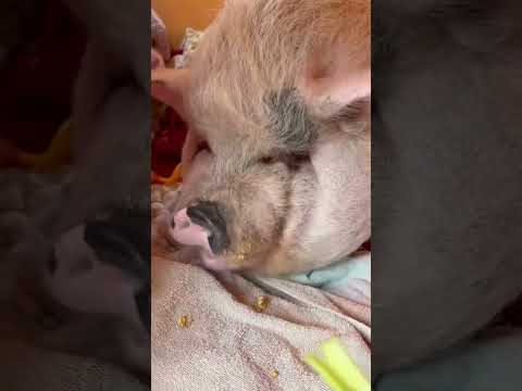 The pucer #pig Eats leave #pigfeed #cretuwn