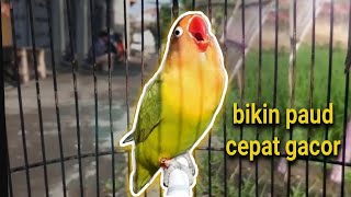 Download lagu masteran LB paud Balibu bikin cepat ngekek panjang mp3