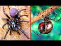 9 De Las Arañas Más Venenosas Del Mundo