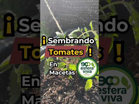 🍅 Cómo sembrar tomates en maceta correctamente | Guía básica para balcones y terrazas