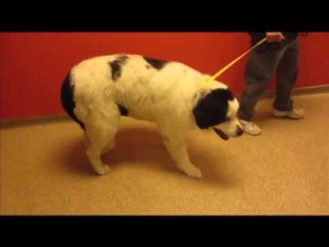 Clinical Signs of a Canine ACL Tear discussed by Michael Bauer DVM, DACVS