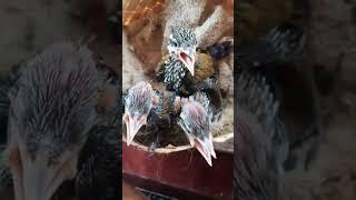 Download lagu Anakan pelatuk bawang baru panen mp3