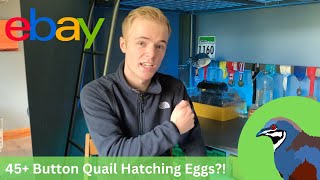 49 of the worlds smallest eggs from ebay! | Button Quail Incubation